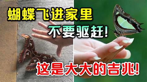 蝴蝶飛進家裡不走|蝴蝶飛進家，如何應對趨吉避兇？